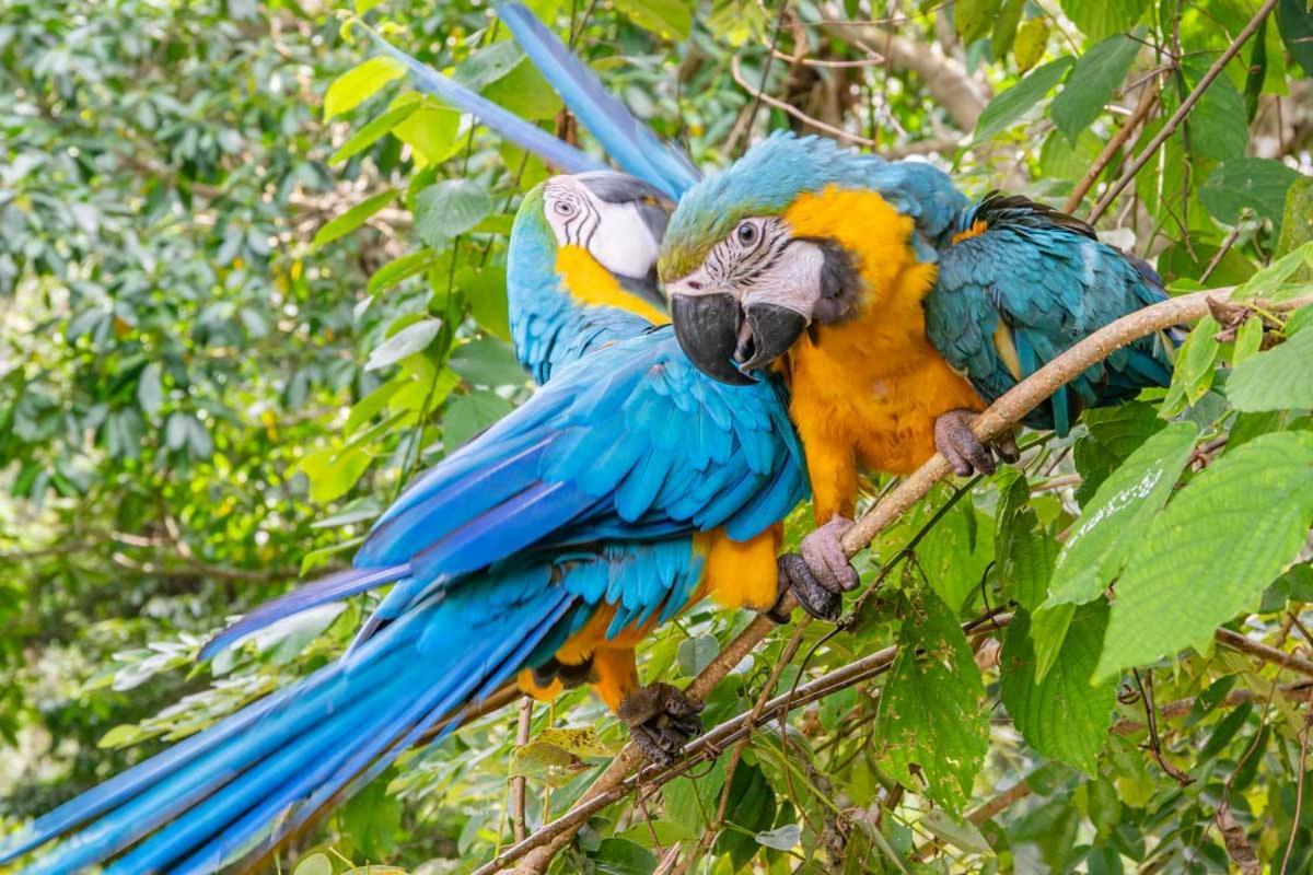豪華帳篷 La Cima Tayrona
