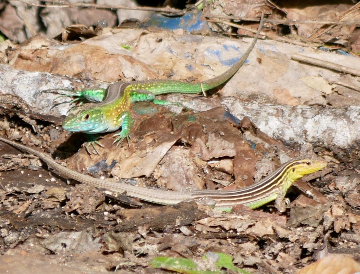 La Cima Tayrona 豪華帳篷 Santa Marta (Magdalena)